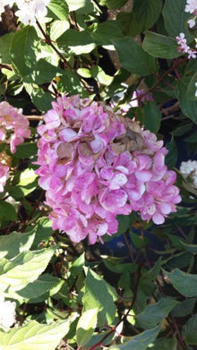Rispenhortensie Hydrangea paniculata Vanille Fraise – Blüte in Nahaufnahme