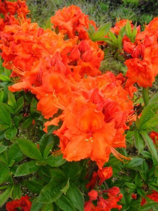 Garten Azalee Gibraltar – Blüte in Nahaufnahme