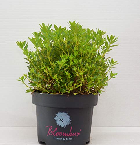 !!WELTNEUHEIT!! Bloombux® flower & form by INKARHO® – Pflanze im Verkaufscontainer