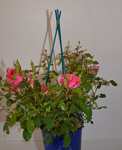bodendeckende, jetzt ca. 40 cm breite Rose Mirato® - kaufen & pflegen