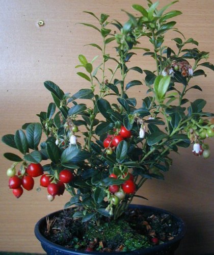 Preiselbeere Vaccinium vitis idaea - kaufen & pflegen