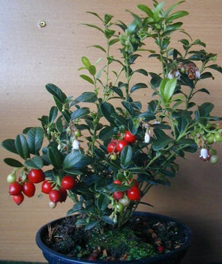 Preiselbeere Vaccinium vitis idaea - kaufen & pflegen