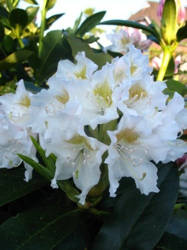 Alpenrose Cunningham's White