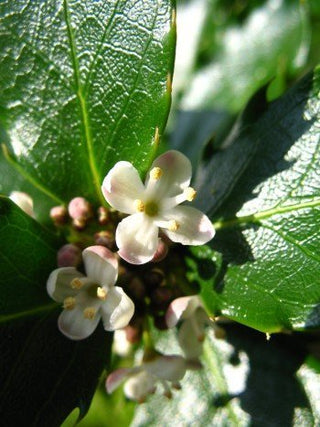 amerikanische Hülse Blue Prince® – Blüte in Nahaufnahme
