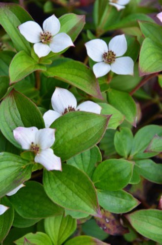 Teppich Hartriegel Cornus canadensis 15-20 cm breit im 1 Liter Pflanzcontainer - kaufen & pflegen