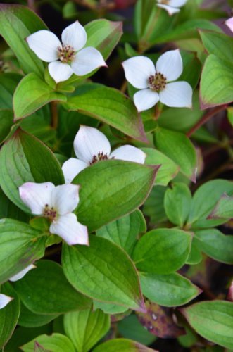 Teppich Hartriegel Cornus canadensis 15-20 cm breit im 1 Liter Pflanzcontainer - kaufen & pflegen