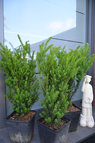 Pyramiden Eibe Hillii - kaufen & pflegen