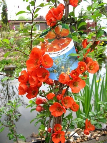 nordische Zitrone Cido® - kaufen & pflegen