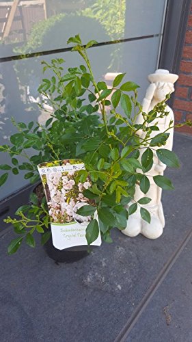 bodendeckende Rose Crystal Fairy - kaufen & pflegen