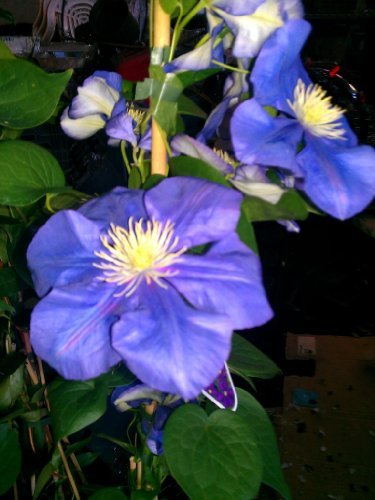 Waldrebe Daniel Deronda - kaufen & pflegen