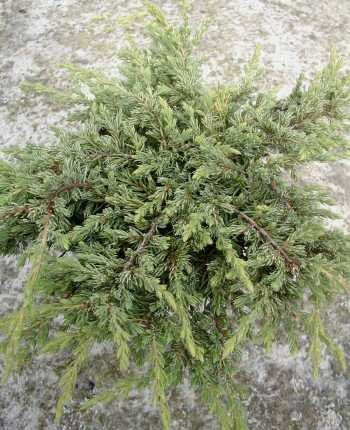 grüner Teppichwacholder Juniperus communis Repanda - kaufen & pflegen