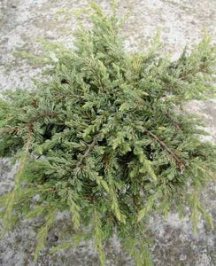 grüner Teppichwacholder Juniperus communis Repanda