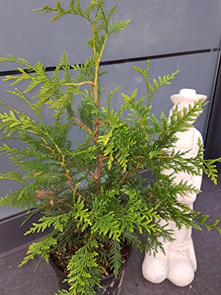 Goldspitzen Lebensbaum Thuja plicata Aurescens - kaufen & pflegen