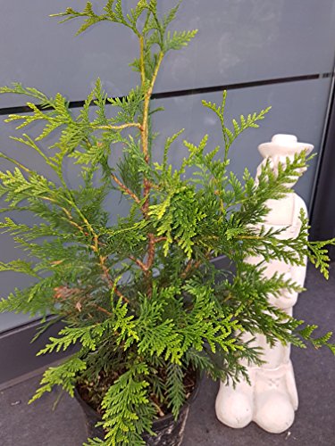 Goldspitzen Lebensbaum Thuja plicata Aurescens - kaufen & pflegen