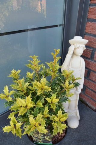 immergrüne Duftblume Osmanthus heterophyllus Tricolor – Pflanze im Verkaufscontainer