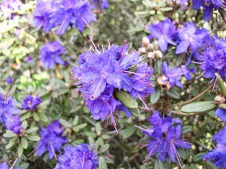 Zwerg Rhododendron russatum Azurwolke – blühende Pflanze