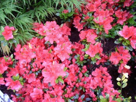 Japanische Azalee Geisha orange - kaufen & pflegen