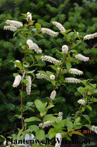 virginische Rosmarinweide Itea virginica 40 - 60 cm im 3 Liter Pflanzcontainer - kaufen & pflegen