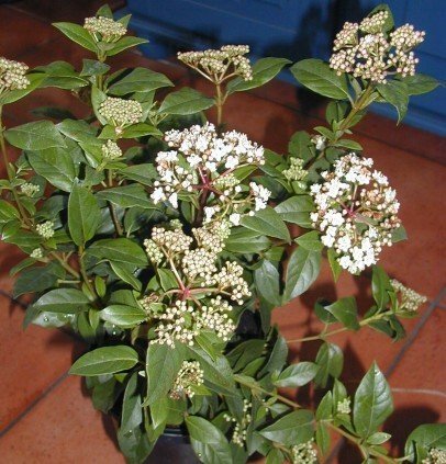 Mittelmeerschneeball - Viburnum tinus Eva Price - kaufen & pflegen