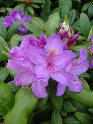 Alpenrose Grandiflorum – Blüte in Nahaufnahme
