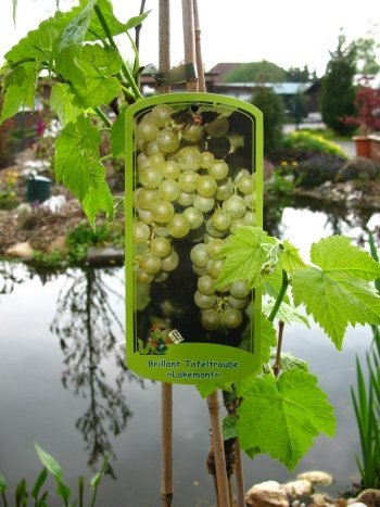 Weinrebe Lakemont® kernlos - kaufen & pflegen