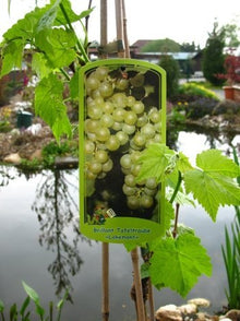 Weinrebe Lakemont® kernlos - kaufen & pflegen