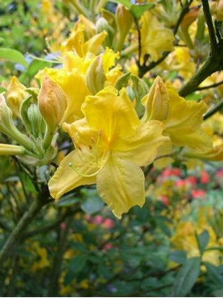 Garten Azalee Nancy Waterer – Blüte in Nahaufnahme