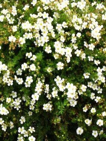 Fnffingerstrauch Abbotswoth | Plantenwelt Wiesmoor