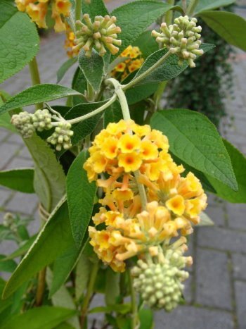 Schmetterlingsstrauch Sungold - kaufen & pflegen