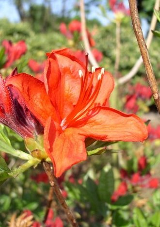 Garten Azalee Royal Command | Plantenwelt Wiesmoor