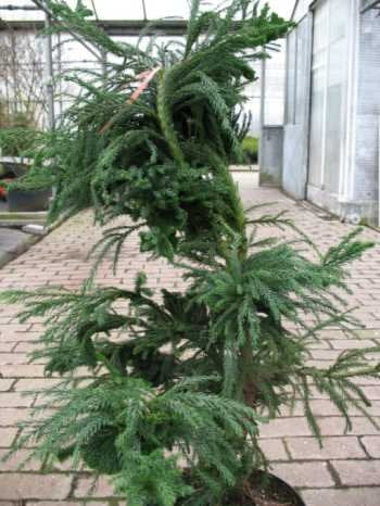 Hahnenkamm Sicheltanne Cryptomeria japonica Cristata - kaufen & pflegen