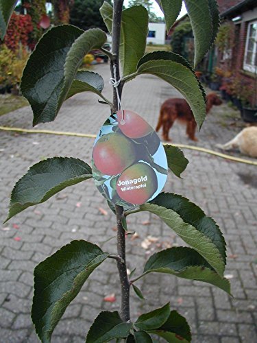 Jonagold, Winterapfel Busch - kaufen & pflegen