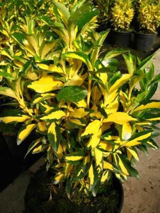 immergrüner Spindelstrauch Euonymus japonica Gold Queen – Laub aus der Nähe