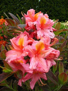 Garten Azalee  Berryrose