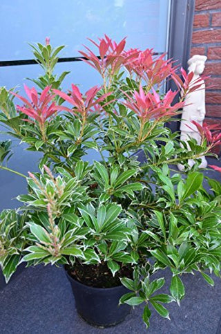 Schattenglöckchen Pieris japonica Carneval – Pflanze im Verkaufscontainer