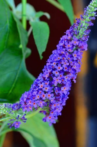 Schmetterlingsstrauch Buddleja Empire Blue – Blüte in Nahaufnahme