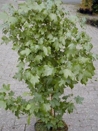 Amberbaum Liquidambar styraciflua - kaufen & pflegen