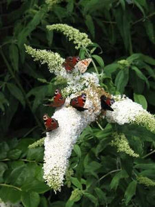 Schmetterlingsstrauch Buddleja White Bouquet