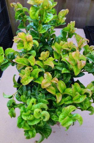 immergrüne Traubenheide Leucothoe axillaris Curly Red 20-30 cm hoch im 2 Liter Pflanzcontainer - kaufen & pflegen