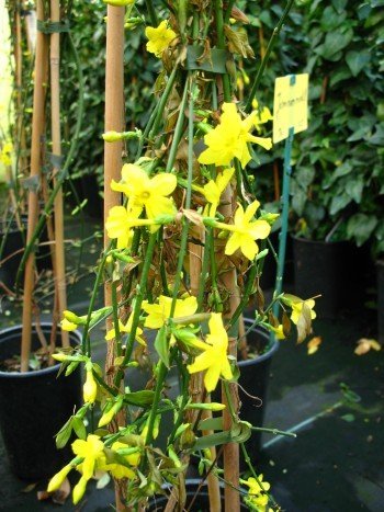 echter Winter Jasmin