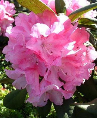 Yakushima Alpenrose Anuschka - kaufen & pflegen
