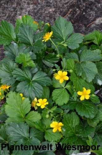 Waldsteinie - kaufen & pflegen