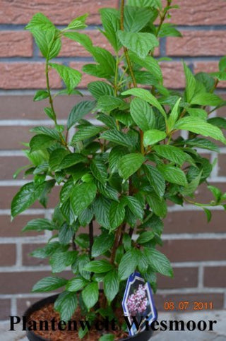 Winterschneeball Viburnum bodnantense Dawn – Pflanze im Verkaufscontainer