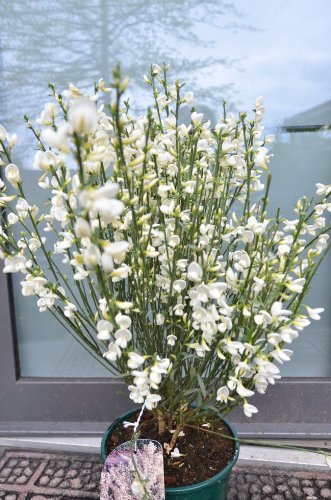 Ginster cremeweiß Albus 40 - 60 cm hoch wieder liefbar ab August 2023 - kaufen & pflegen
