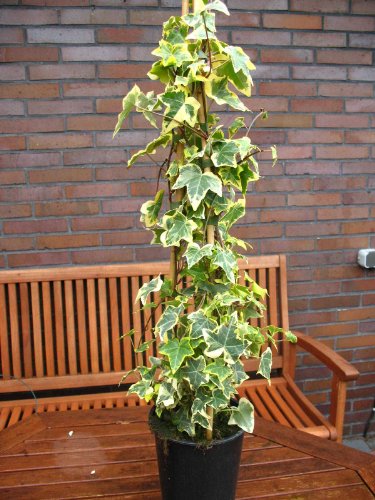 gelbgrüner Efeu Goldschild - kaufen & pflegen