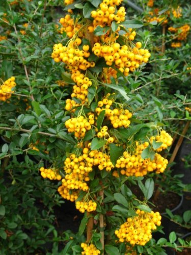 Feuerdorn - Pyracantha Soleil d' Or - kaufen & pflegen