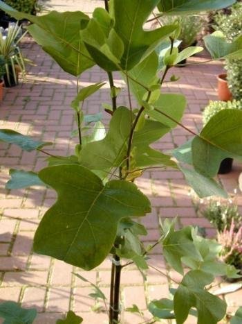 Echter Tulpenbaum Liriodendron tulip…