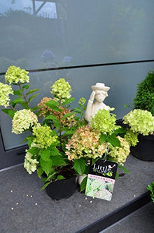 Rispenhortensie Hydrangea paniculata Little Lime – blühende Pflanze