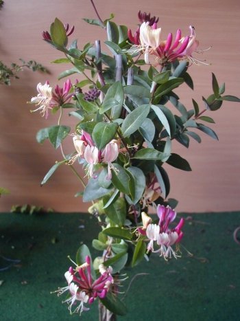 Wald Geißblatt Serotina