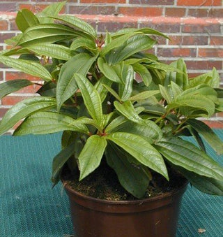 immergrüner Kissenschneeball Viburnum davidii – Pflanze im Verkaufscontainer
